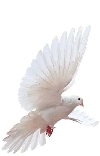 dove
