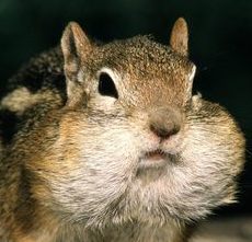 Chipmunk Cheeks