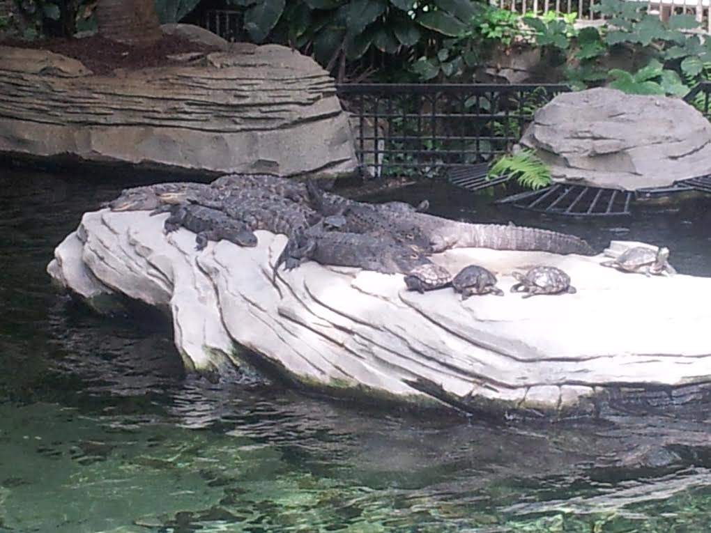 alligators