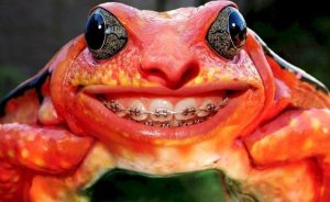 Frog with braces